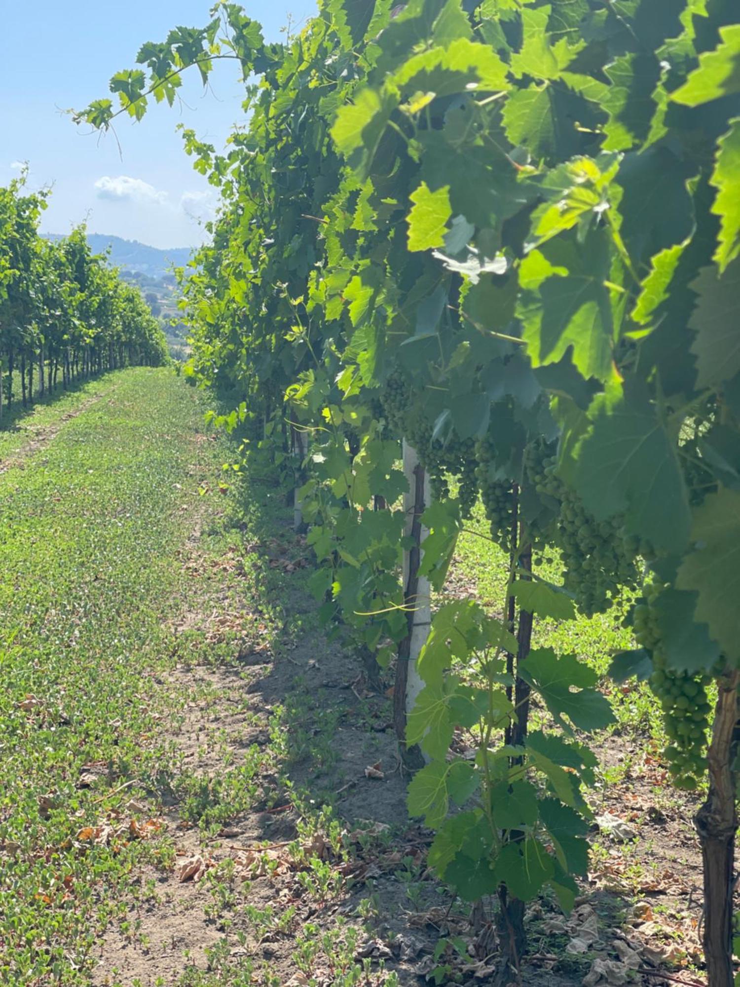 Azienda Agricola Ponterotto Mirabella Eclano Esterno foto