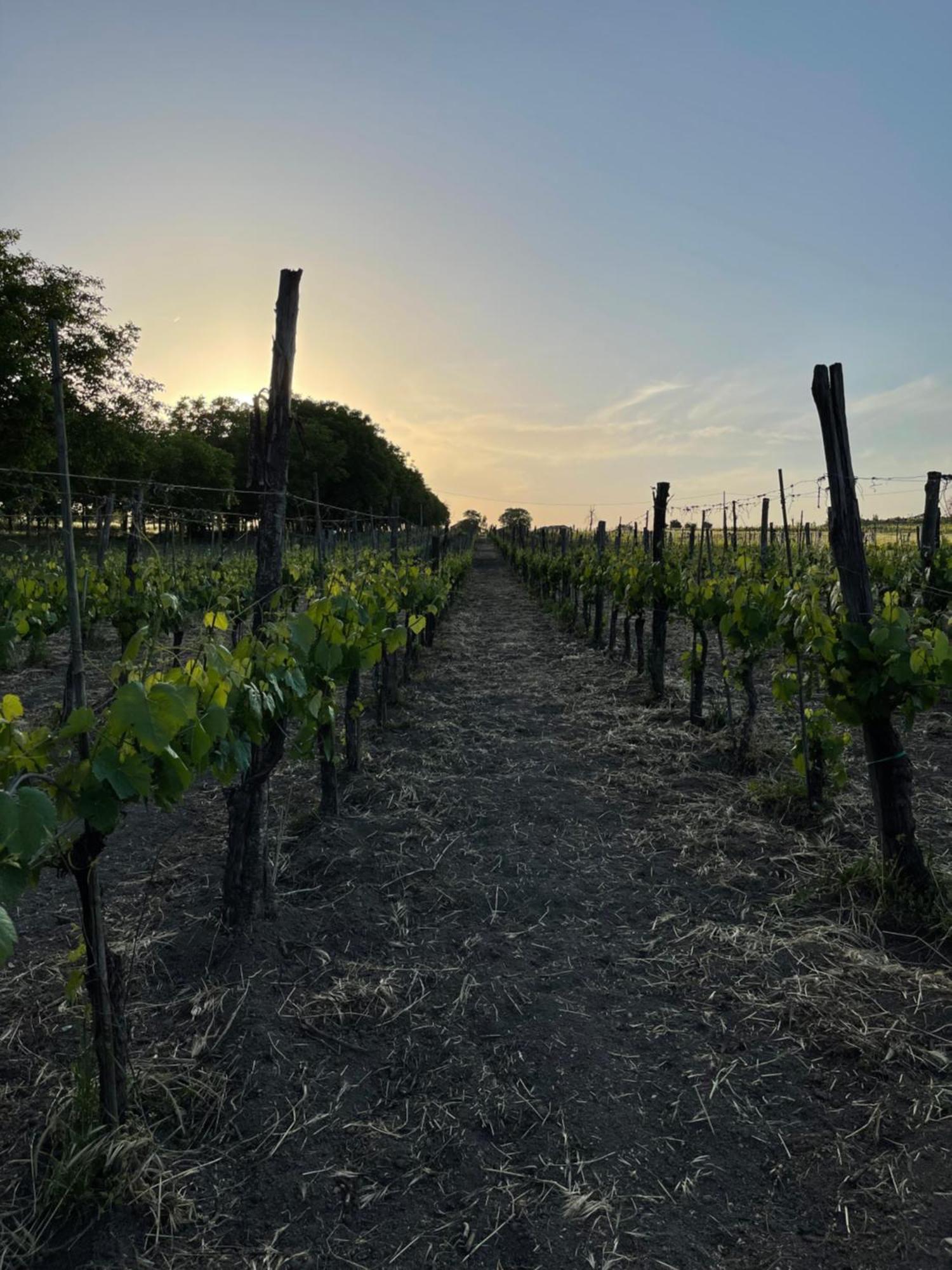 Azienda Agricola Ponterotto Mirabella Eclano Esterno foto