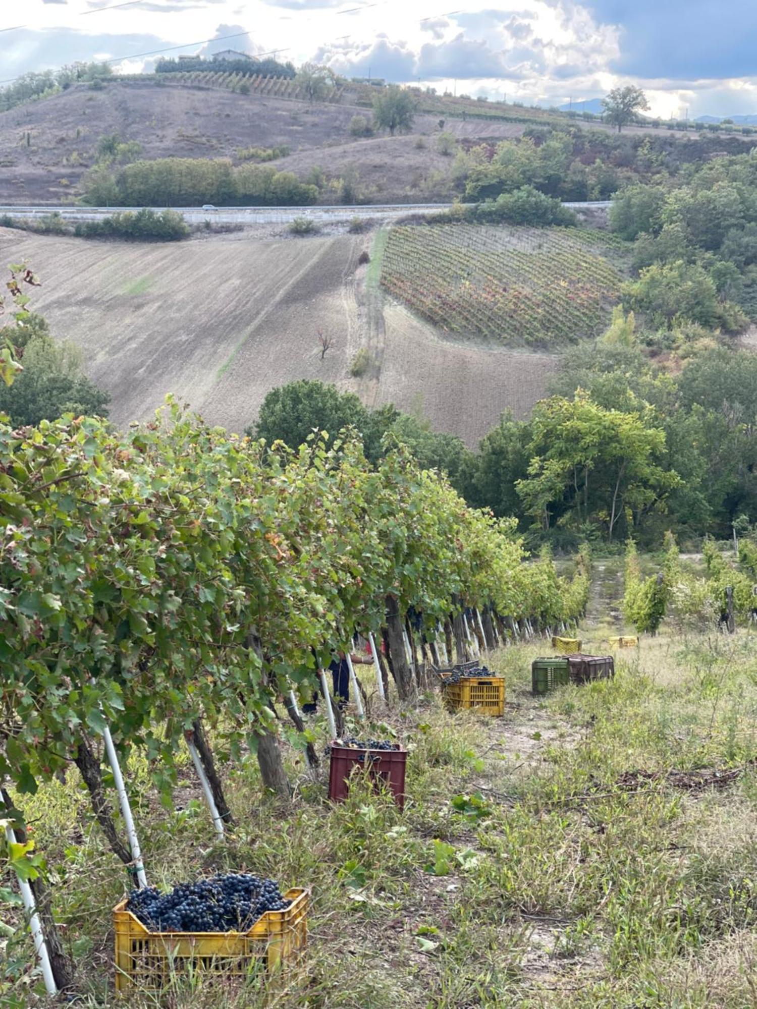 Azienda Agricola Ponterotto Mirabella Eclano Esterno foto
