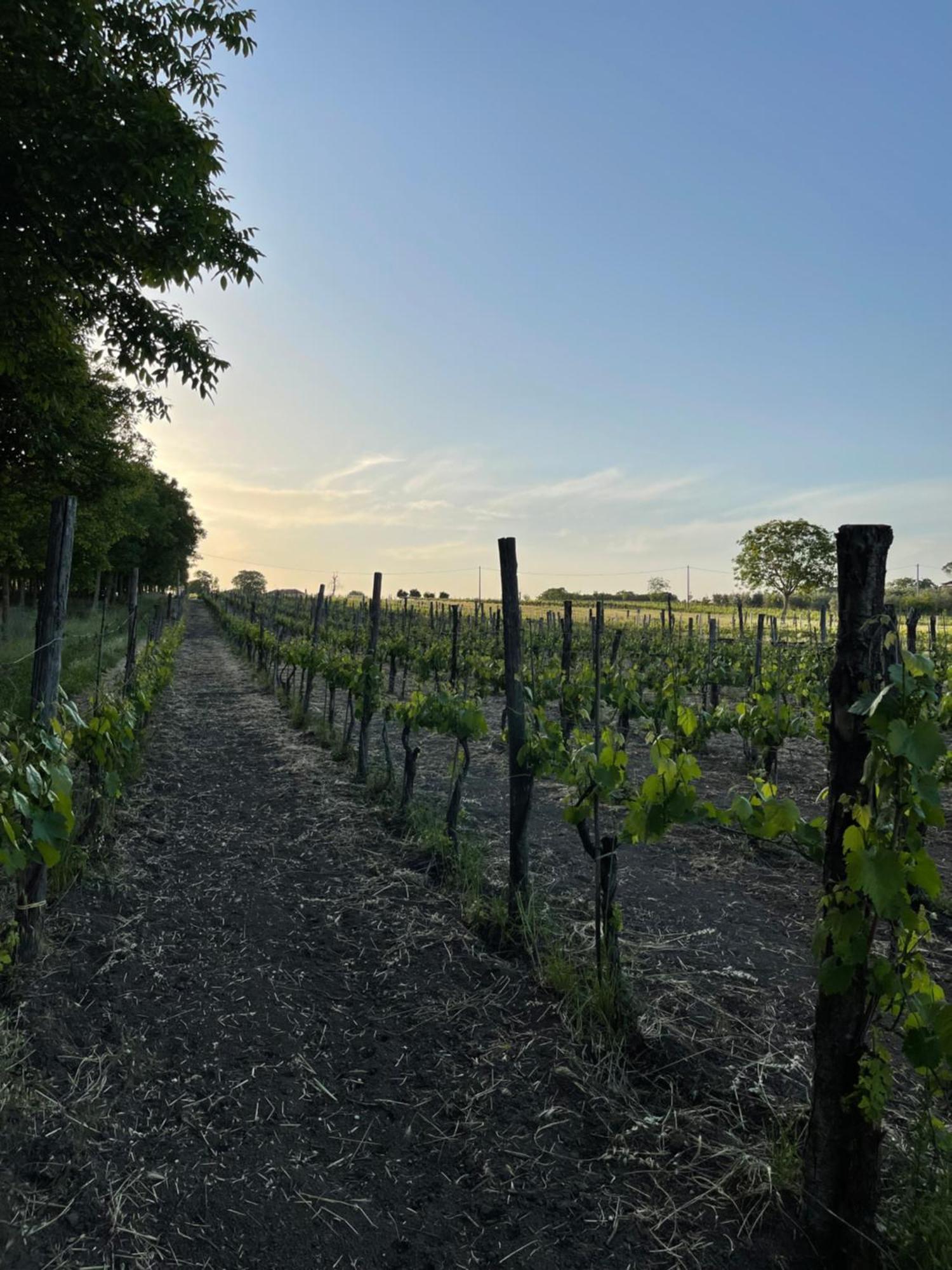 Azienda Agricola Ponterotto Mirabella Eclano Esterno foto